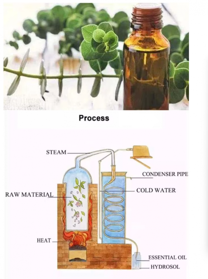 HPLC Aromatic Pure Eucalyptus Essential Oil For Anti Puffiness CAS 470-82-6 0