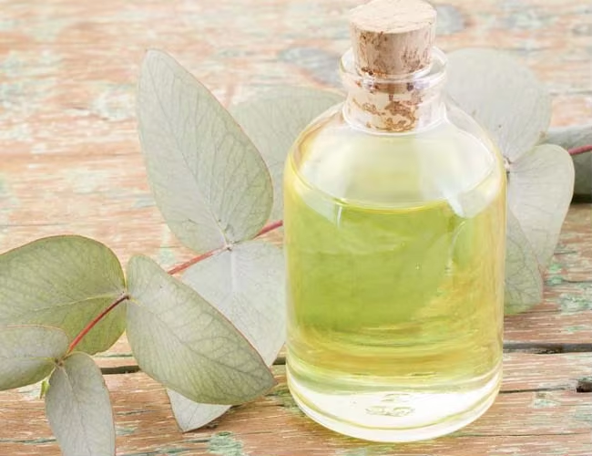 HPLC Aromatic Pure Eucalyptus Essential Oil For Anti Puffiness CAS 470-82-6 3