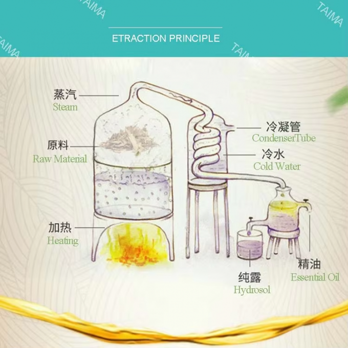 Organic Food Grade Additives Herbal Angelica Root Oil CAS 8015-54-3 3